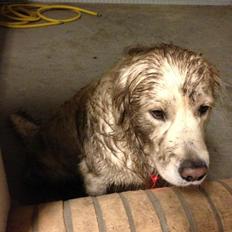 Golden retriever High Style's Yellow Bandit (Nemo)