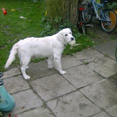 Golden retriever High Style's Yellow Bandit (Nemo)