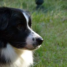 Border collie Nicko
