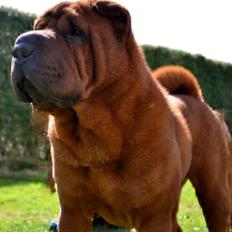 Shar pei MultiCH China Dream Bailey