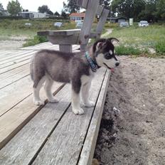 Alaskan malamute Akeela