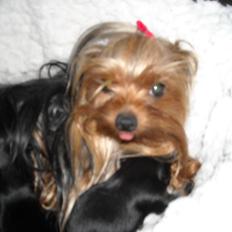 Yorkshire terrier Thilde