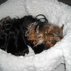 Yorkshire terrier Thilde