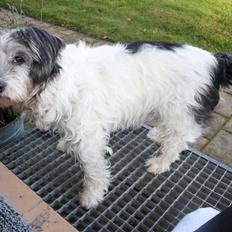 Blanding af racer Dexter (dingse)