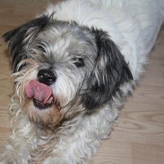 Blanding af racer Dexter (dingse)