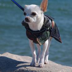 Chihuahua Arne Larsen:)