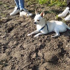 Chihuahua Arne Larsen:)