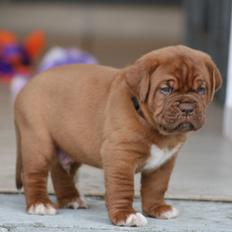 Dogue de bordeaux Cru Acajou Sad Man´s Tongue "Kjeld"