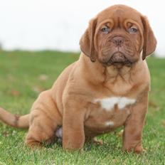 Dogue de bordeaux Cru Acajou Light A Way " LaLa"