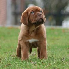 Dogue de bordeaux Cru Acajou Light A Way " LaLa"