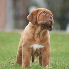 Dogue de bordeaux Cru Acajou Light A Way " LaLa"