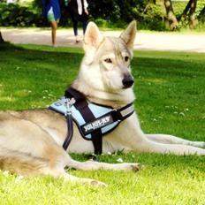 Tamaskan Dog Indiana - "Matsi"