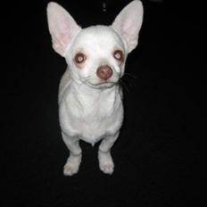 Chihuahua Basse