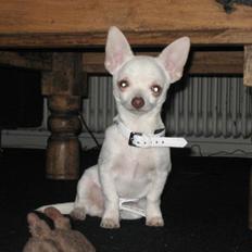 Chihuahua Basse