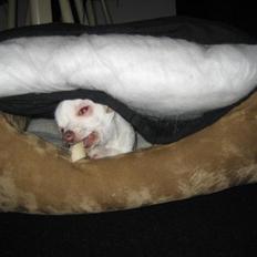 Chihuahua Basse
