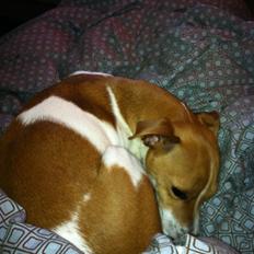 Dansk svensk gaardhund Bella