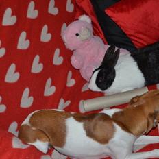 Dansk svensk gaardhund Bella