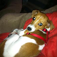 Dansk svensk gaardhund Bella