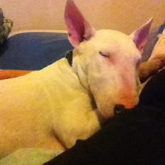 Bullterrier Maggie