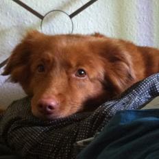 Nova scotia duck tolling retriever Shaggy Toller´s FA-Antastic figga