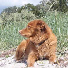 Nova scotia duck tolling retriever Shaggy Toller´s FA-Antastic figga