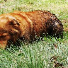 Nova scotia duck tolling retriever Shaggy Toller´s FA-Antastic figga