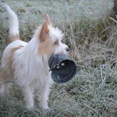 Podengo portugues pequeno Pinheiro de Viamonte aka Bobbie