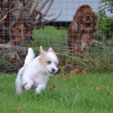 Podengo portugues pequeno Pinheiro de Viamonte aka Bobbie