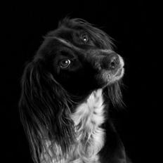 Kleiner münsterländer Tiki