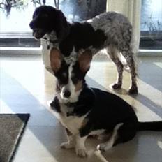 Kleiner münsterländer Tiki