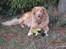 Nova scotia duck tolling retriever Simba - <3<3