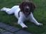 Field Trial spaniel Balder