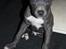 Staffordshire bull terrier Turbo