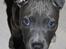 Staffordshire bull terrier Turbo