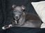 Staffordshire bull terrier Turbo