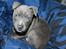 Staffordshire bull terrier Turbo
