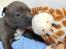Staffordshire bull terrier Turbo
