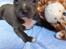 Staffordshire bull terrier Turbo