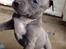 Staffordshire bull terrier Turbo
