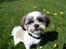 Shih tzu bobby