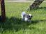 Shih tzu bobby