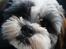 Shih tzu bobby
