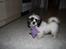 Shih tzu bobby