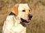 Labrador retriever Posters Yellow Moon (Ramses) - Ramses, 2 år gammel.