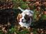 Cavalier king charles spaniel Nova - 11 uger