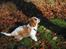 Cavalier king charles spaniel Nova - 11 uger