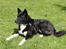 Karelsk bjørnehund Bella