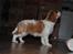 Cavalier king charles spaniel Nova