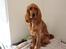 Cocker spaniel Zika
