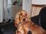 Cocker spaniel Zika